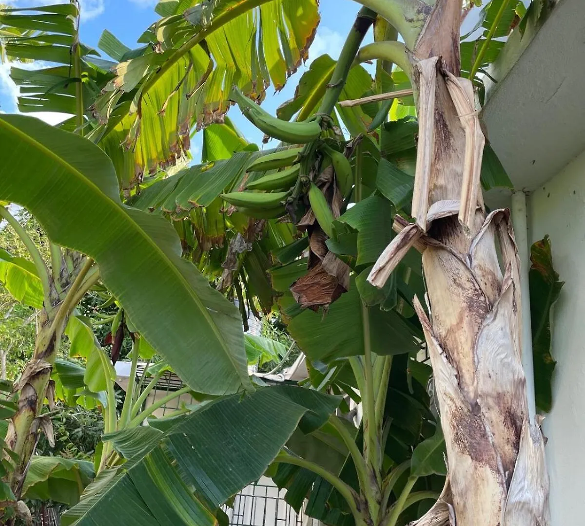 Appartamento Jade Coast Getaway Near Montego Bay